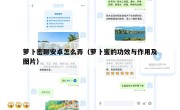 萝卜密聊安卓怎么弄（萝卜蜜的功效与作用及图片）